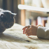 craft & I-ring5
